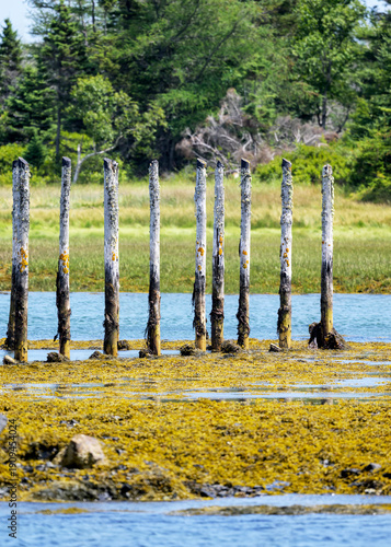 Old maritime wooden pillars