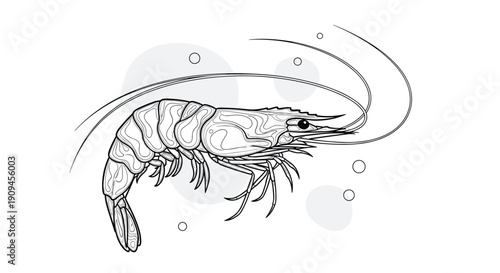 Detailed line art drawing of a single shrimp or prawn swimming in water with bubbles in the background.