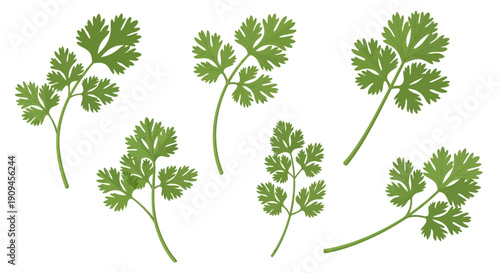 Fresh Green Cilantro Herb Leaves Illustration on White Background.