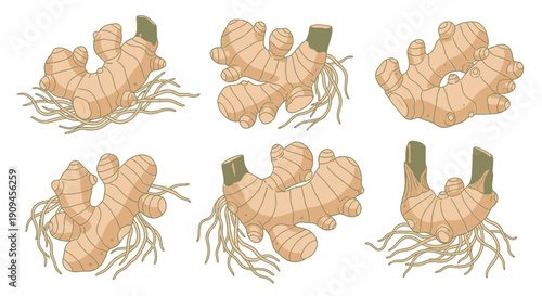 Collection of Cartoon Ginger Roots in Various Angles and Poses.