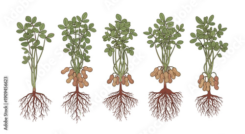 Illustrated Stages of Peanut Plant Growth Showing Roots and Pods.