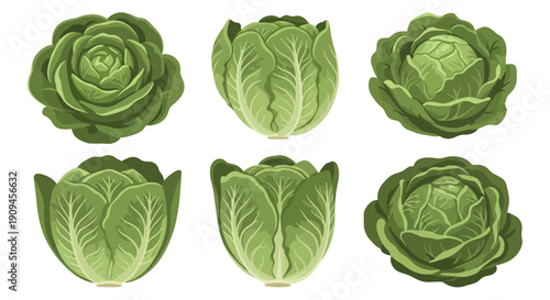 Collection of Fresh Green Cabbage Heads in Vector Illustration Style.