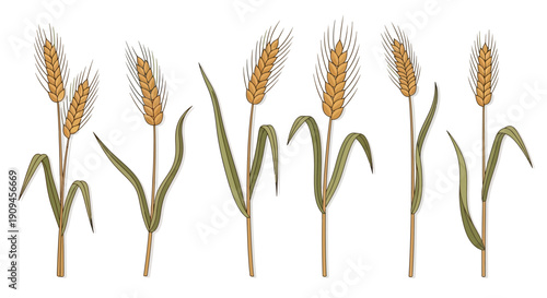 Illustrated Golden Wheat Stalks Arranged in a Straight Line Vector Art.