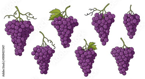 Illustrated Collection of Fresh Purple Grape Bunches with Green Leaves.