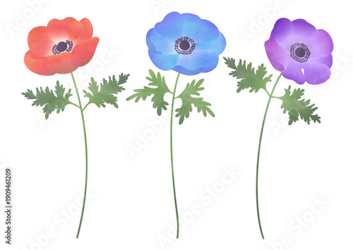 水彩風のアネモネのイラスト
