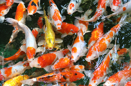 Japanese koi fish carp colorful in pond