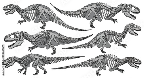 Illustration of multiple dinosaur skeletons in various poses against a white background.