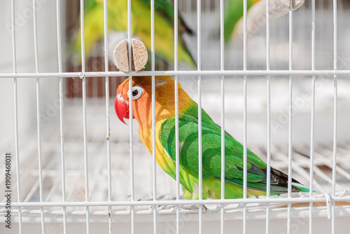 Bilde på lerret Group of small, vibrant lovebirds with green, yellow, and orange feathers sittin