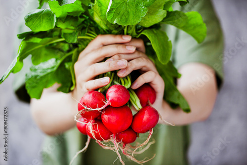 Fresh bunch of red radishes held in hands – organic farm produce
