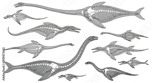 Illustration of various marine dinosaur skeletons in different poses on a white background.
