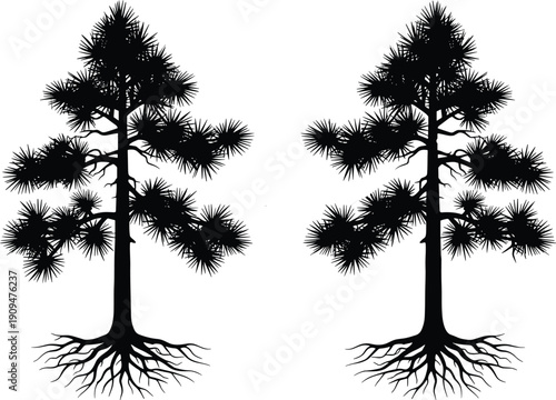 Silhouette pair of pine trees with exposed root system, coniferous evergreen plant, black vector illustration isolated on white background, forest nature design.
