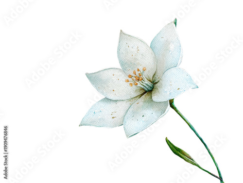 Delicate watercolor illustration of a white flower on a black background