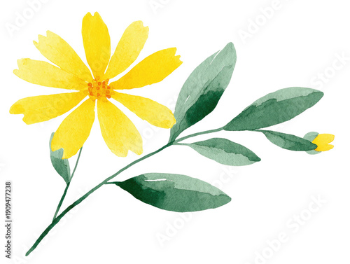 Watercolor illustration depicts a vibrant yellow daisy with green leaves and a small bud on a black backdrop