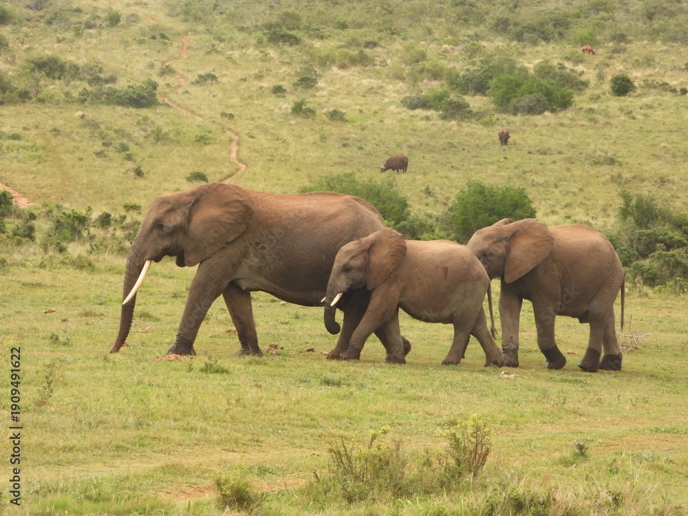 Fototapeta premium elephants in the savannah