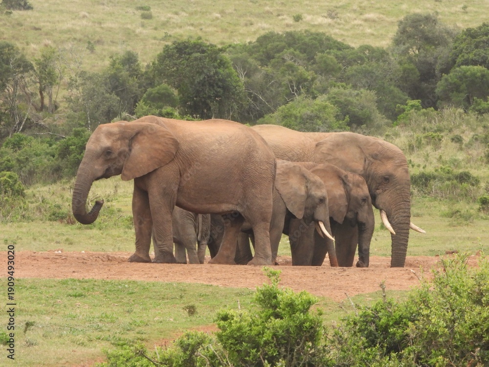 Fototapeta premium Elephants at a waterhole in Addo