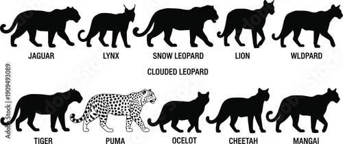 Big Cat Silhouette Collection Featuring Jaguar, Lion, Tiger and Other Wild Felines Isolated on White Background Vector Illustration for Wildlife Design
