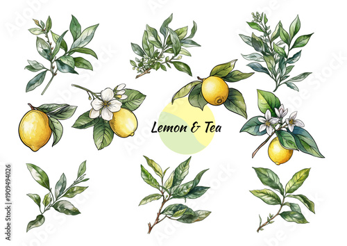 Lemon and tea leaves botanical set. Hand-drawn colored illustration of citrus fruit, tea twigs, blossoms, and green leaves. Culinary, kitchen, tea, food, eco, vintage design motif 