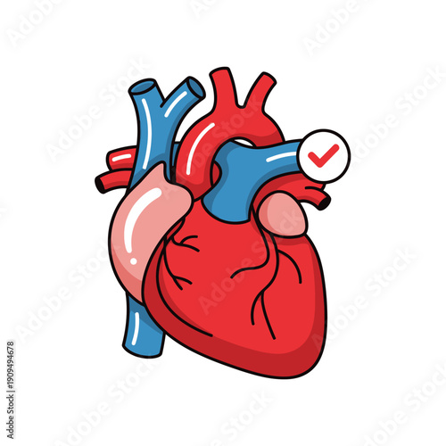 Healthy human anatomical heart illustration with red checkmark symbol