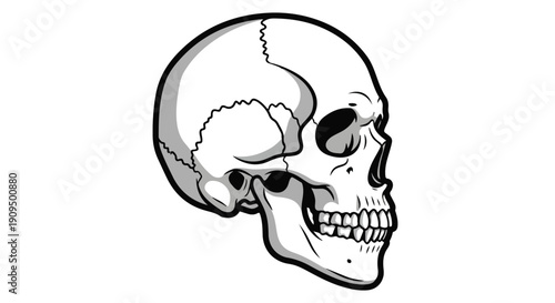 A detailed illustration of a human skull in profile against a white background with black outlines and shading.
