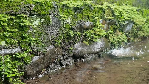 Lush green moss growing on wet stone wall beside a clear natural stream in a peaceful tropical forest garden setting