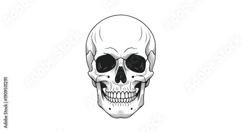 A detailed illustration of a human skull with a toothy grin on a plain white background.