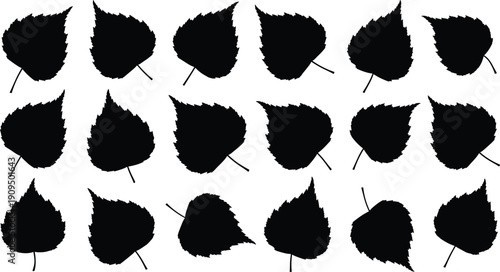 Set of birch leaf silhouettes isolated on white background, black vector foliage collection for autumn design, botanical illustration and decoration