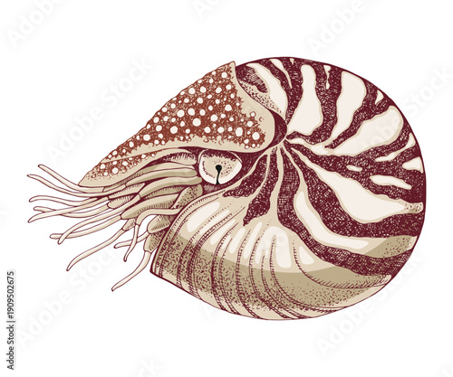 Nautilus mollusc hand drawn vector illustration
