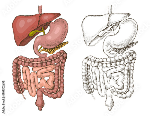 Human digestive system vector illustration