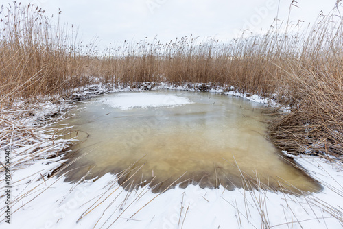 Wallpaper Mural A tranquil winter scene shows tall reeds and frozen pond Torontodigital.ca