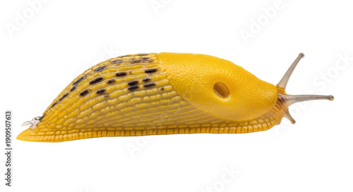 Εκτύπωση καμβά Bright yellow banana slug isolated PNG, a terrestrial mollusk with black spots o