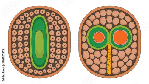 A side-by-side illustration of cross-sectional views of plant cells, shown in oval-shaped brown frames with orange borders (3)_traced