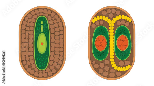 A side-by-side illustration of cross-sectional views of plant cells, shown in oval-shaped brown frames with orange borders (4)_traced