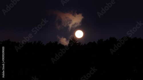 Wallpaper Mural Full moon shines brightly above forest trees in Madeira Portugal Torontodigital.ca