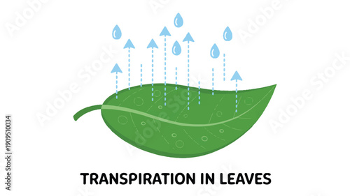 A simple educational illustration showing the process of transpiration in a green leaf (1)_traced