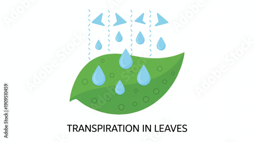 A simple educational illustration showing the process of transpiration in a green leaf (3)_traced