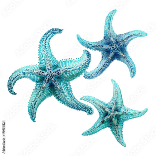 Wallpaper Mural Three vibrant blue starfish against a black background. Close-up detailed of sea stars Torontodigital.ca