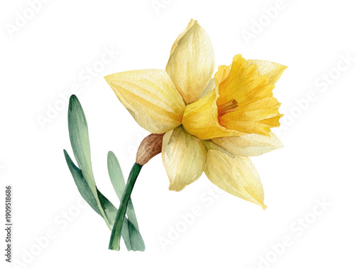 Watercolor illustration of a blooming daffodil with yellow petals and a green stem on black