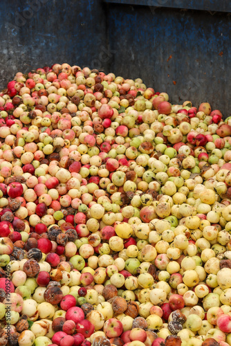 Too much harvest. Apple trees in the Lohja area produced a record harvest in the summer of 2024. Some of the fruit ended up in the apple container at the waste station. The apple harvest is ruined.