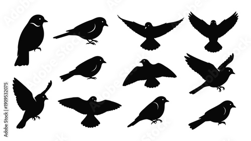 A collection of black silhouettes of various birds in flight and perched isolated on white background, Vector
