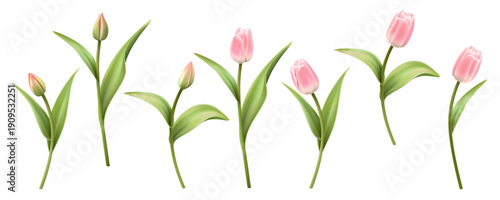 Colorful collection of realistic flowers. Pink Tulips isolated on a white background. Spring bouquet for holidays.