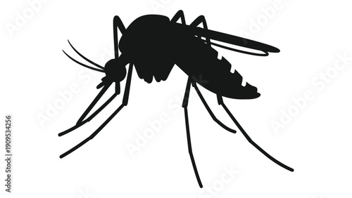 Close up view of a mosquito with detailed body parts and legs isolated on white background, Vector