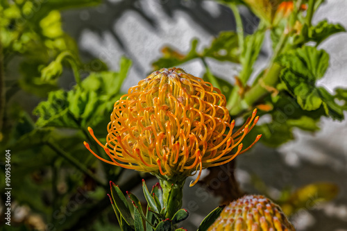 Close-up of orange protea pincushion flower growing in a sandy garden in the Western Cape, South Africa