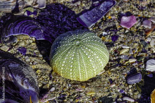 A complete green sea urchin shell on a beach on the West Coast near Dwarskersbos in the Western Cape, South Africa