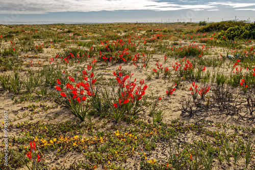 Red and yellow beach flowers growing on a low dune system on the West Coast near Dwarskersbos in the Western Cape, South Africa