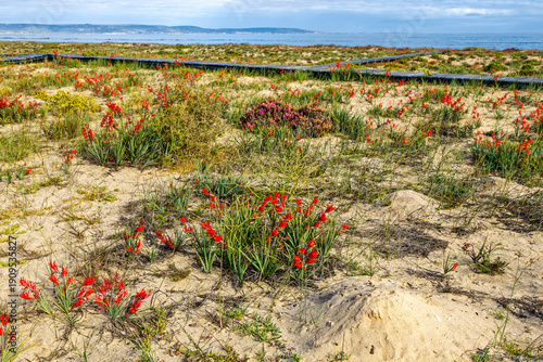 Bright red iris wildflowers growing on a low dune next to a wooden boardwalk with the Atlantic ocean in the background near Dwarskersbos in the Western Cape, South Africa