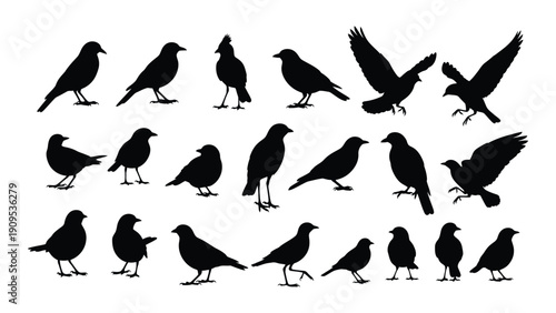 A diverse collection of black silhouettes of birds in various poses isolated on white background, Vector