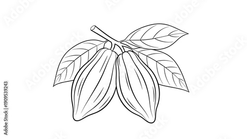 Botanical line art illustration of cocoa pods on a branch with leaves isolated on a white background for chocolate industry concepts.