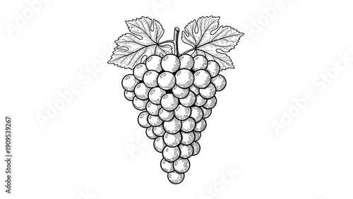 Detailed botanical sketch of a bunch of grapes with leaves and vines isolated on a white background for wine and food themes.