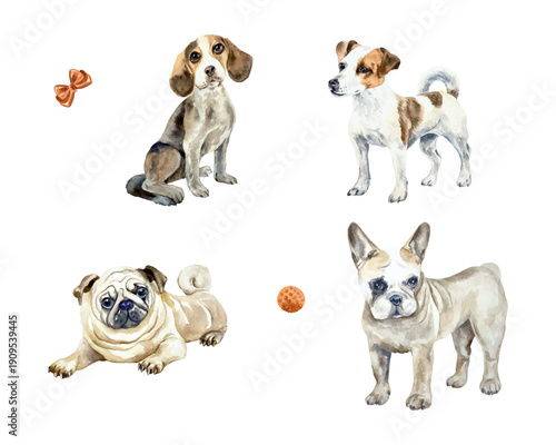 Dog set, pug, beagle, Jack Russell terrier, French bulldog. Hand drawn watercolor illustration. Vector clip art for postcards, food labels and toys. Suitable for banners for grooming salons.