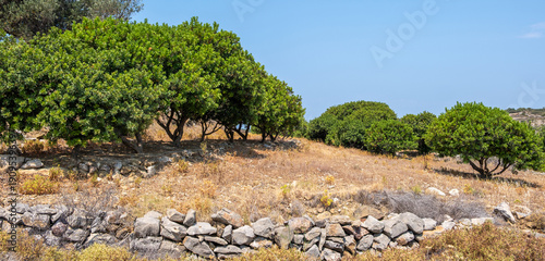 Mastic gum tree at Chios island, Greece. Pistachia lentiscus shrub cultivated for mastiha tears